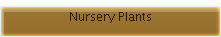 Nursery Plants